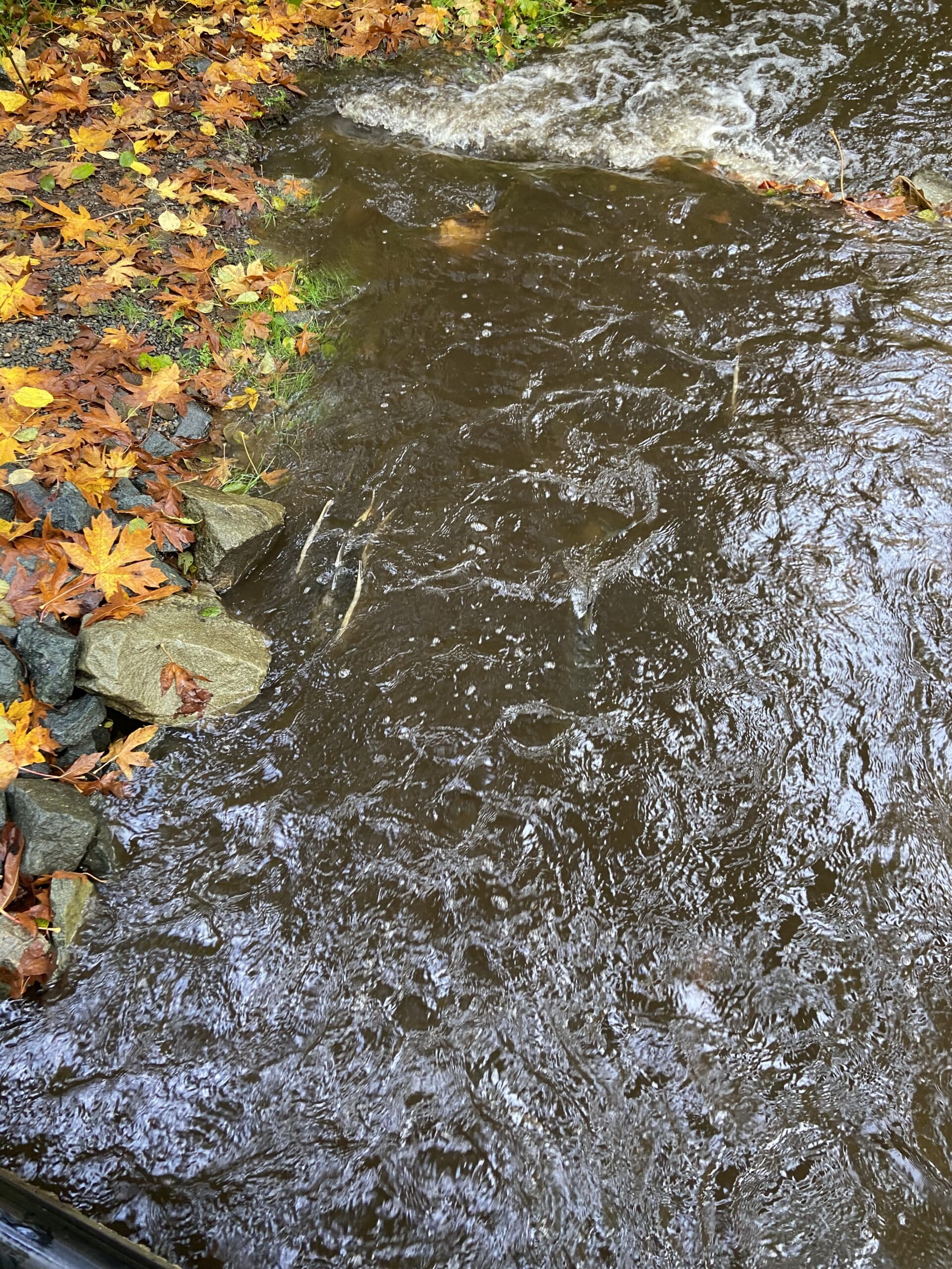 Salmon in Morrison Creek, dorsal fins visible at left edge of creek