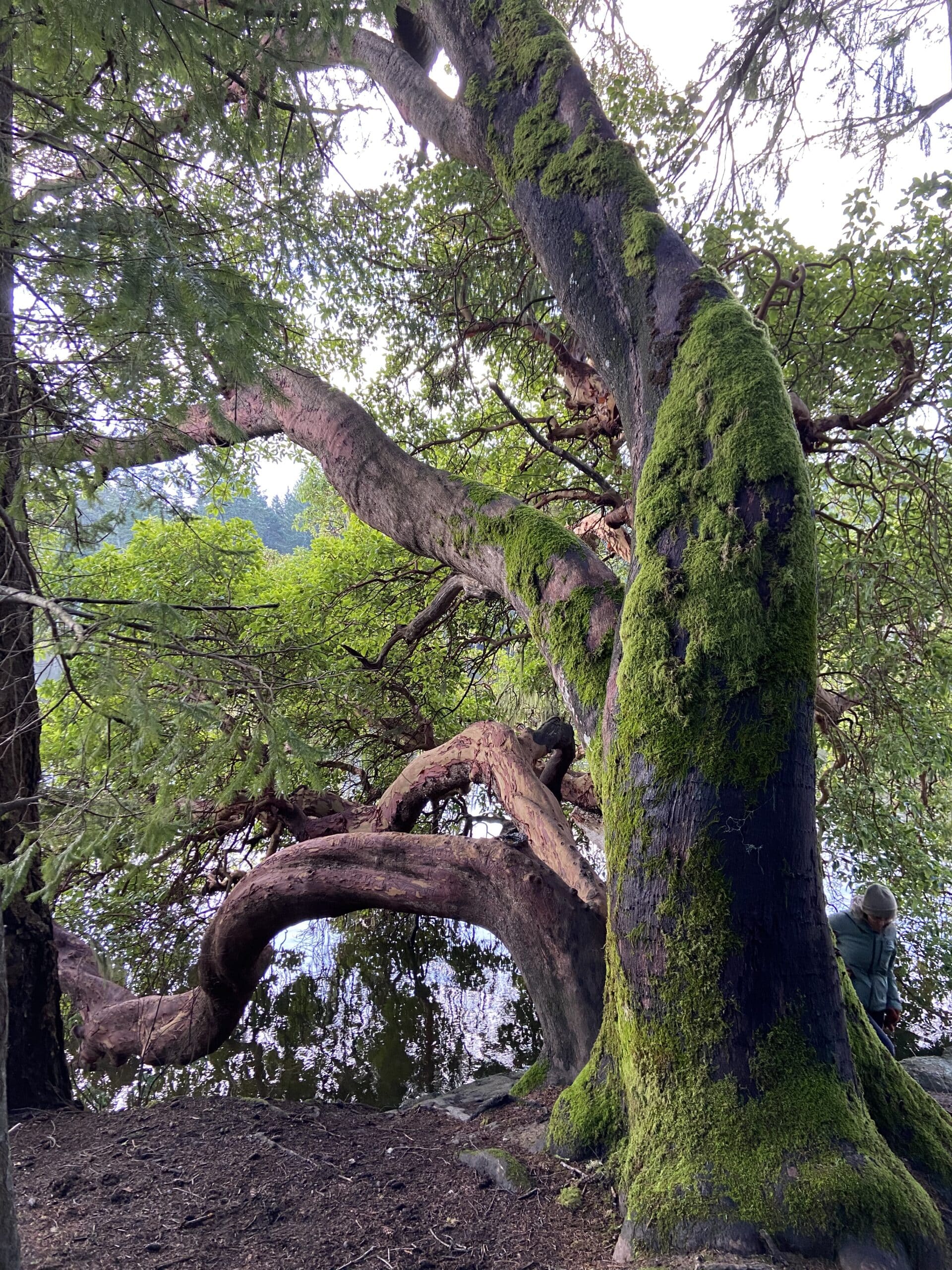 An Arbutus Tree, leaning into water behind it, the main trunk partially covered in bright green moss. There is a person emerging from behind it.